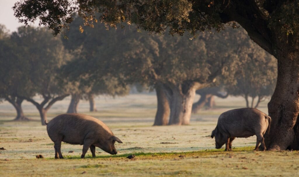 Iberische Pata Negra Schweine, die unter einer Eiche weiden